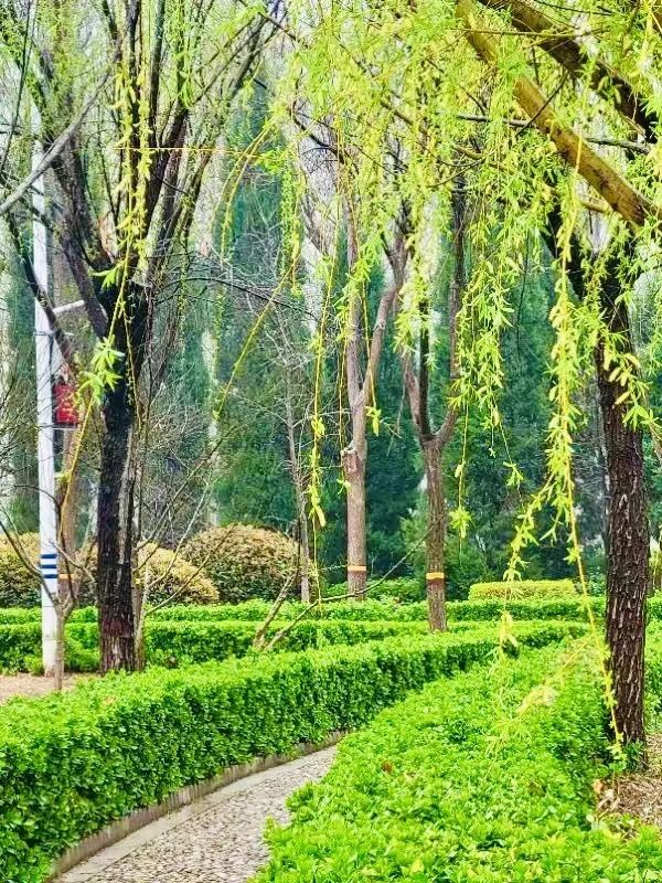 树林间的植物 AI 生成的内容可能不正确。